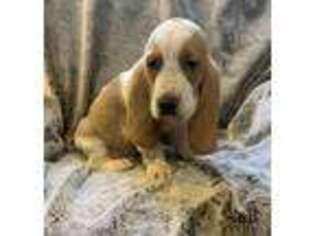 Basset Hound Puppy for sale in Longton, KS, USA