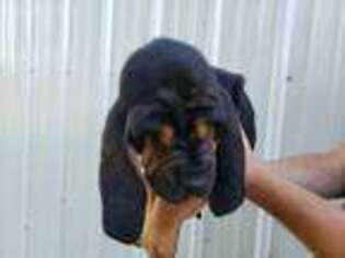 Bloodhound Puppy for sale in Montgomery, IN, USA