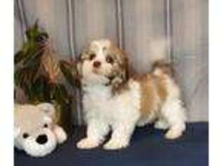 Havanese Puppy for sale in Rolla, MO, USA