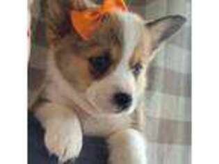 Pembroke Welsh Corgi Puppy for sale in Roseburg, OR, USA