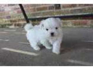 Maltese Puppy for sale in Doe Run, MO, USA