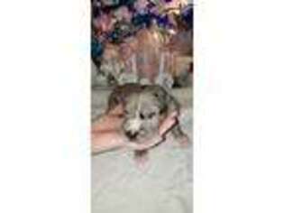 Great Dane Puppy for sale in Belton, TX, USA