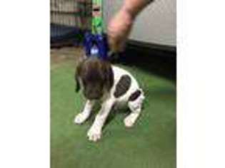 German Shorthaired Pointer Puppy for sale in Greenville, PA, USA