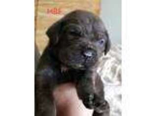 Cane Corso Puppy for sale in Middlesex, NJ, USA