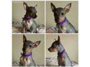 American Hairless Terrier Puppy for sale in Corinne, UT, USA