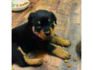 Rottweiler Puppy for sale in Bloomsburg, PA, USA