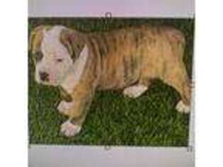 American Bulldog Puppy for sale in Hayward, CA, USA