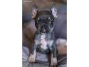 French Bulldog Puppy for sale in Killbuck, OH, USA