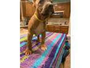 Mutt Puppy for sale in Shafter, CA, USA