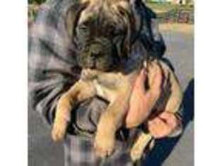 Bullmastiff Puppy for sale in Seneca, SC, USA