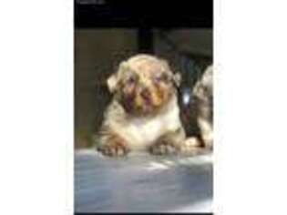 Australian Shepherd Puppy for sale in Union City, OH, USA