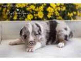 Miniature Australian Shepherd Puppy for sale in Pomona, MO, USA