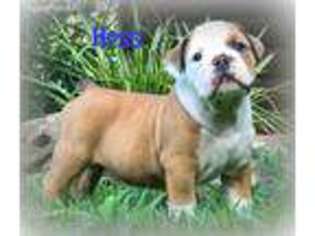 Olde English Bulldogge Puppy for sale in Clinton, AR, USA