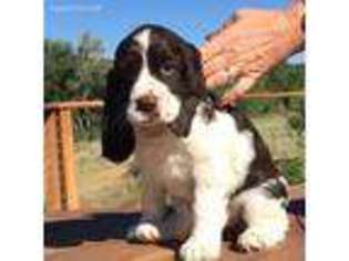English Springer Spaniel Puppy for sale in Loveland, CO, USA