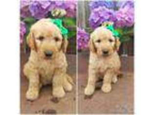 Goldendoodle Puppy for sale in Huntington, AR, USA