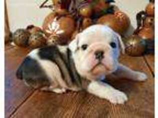 Bulldog Puppy for sale in Eaton, CO, USA