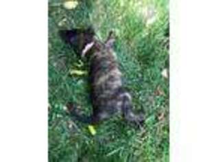 Dutch Shepherd Dog Puppy for sale in Hastings, MN, USA