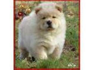 Chow Chow Puppy for sale in La Vernia, TX, USA