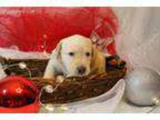 Labrador Retriever Puppy for sale in Jacksonville, NC, USA