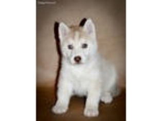 Siberian Husky Puppy for sale in Lathrop, CA, USA