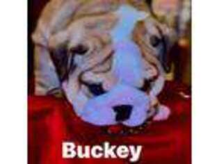 Bulldog Puppy for sale in Montezuma, GA, USA