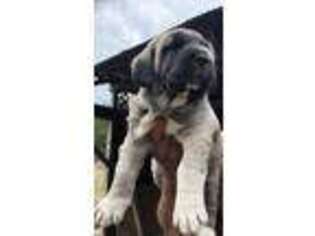 Mastiff Puppy for sale in Tyner, NC, USA