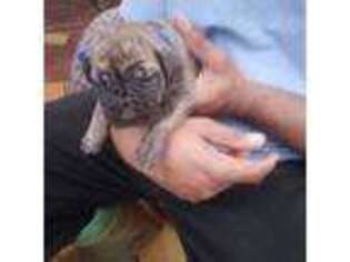Boerboel Puppy for sale in Albany, GA, USA