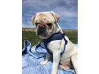 Pug Puppy for sale in Fruitland, ID, USA