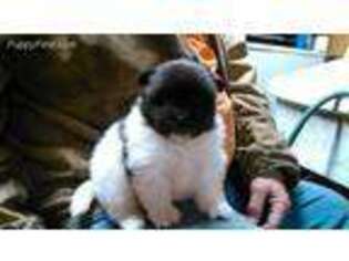 Pomeranian Puppy for sale in Headland, AL, USA