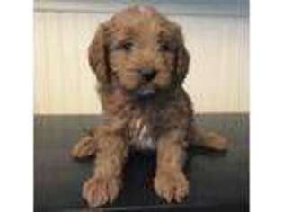 Cavapoo Puppy for sale in Danville, NH, USA
