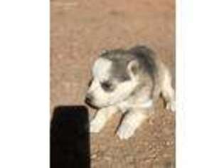 Alaskan Malamute Puppy for sale in Cuba, NM, USA