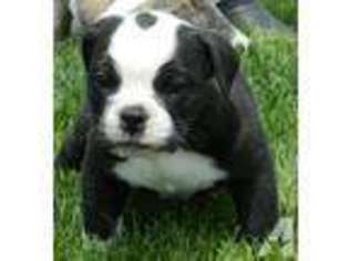 Olde English Bulldogge Puppy for sale in WELLINGTON, CO, USA