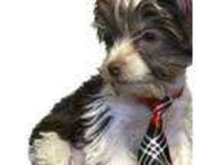 Yorkshire Terrier Puppy for sale in Middle Island, NY, USA