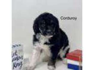 Mutt Puppy for sale in Columbus, MT, USA