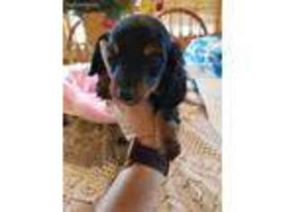 Dachshund Puppy for sale in Bradleyville, MO, USA