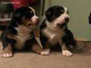 Greater Swiss Mountain Dog Puppy for sale in Evergreen, CO, USA