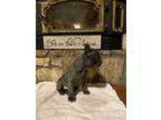 French Bulldog Puppy for sale in Jefferson, GA, USA