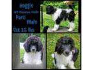 Mutt Puppy for sale in Oneonta, AL, USA