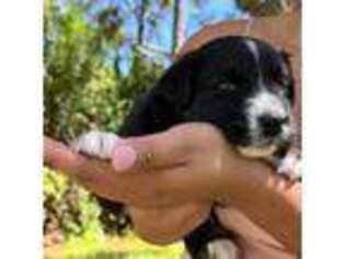 Australian Shepherd Puppy for sale in Cape Coral, FL, USA