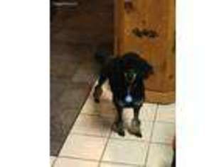 Mutt Puppy for sale in Madison Lake, MN, USA