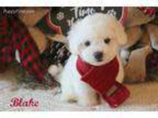 Bichon Frise Puppy for sale in Conway, AR, USA