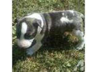 Bull Terrier Puppy for sale in ARCHBOLD, OH, USA