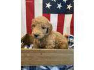 Goldendoodle Puppy for sale in Tyler, TX, USA