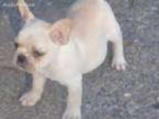 French Bulldog Puppy for sale in Sylacauga, AL, USA