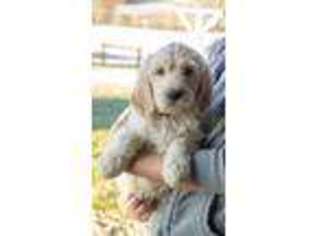 Goldendoodle Puppy for sale in Walhonding, OH, USA