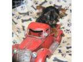 Yorkshire Terrier Puppy for sale in Sedan, KS, USA