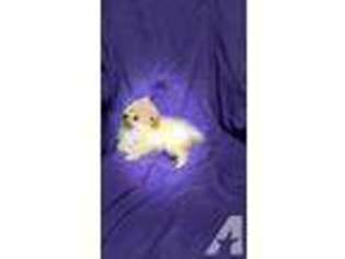Pomeranian Puppy for sale in PARAMOUNT, CA, USA