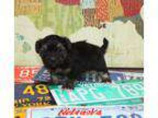 Havanese Puppy for sale in Lyons, NE, USA