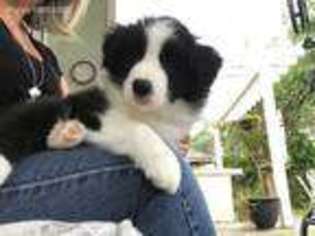 Border Collie Puppy for sale in Jacksonville Beach, FL, USA