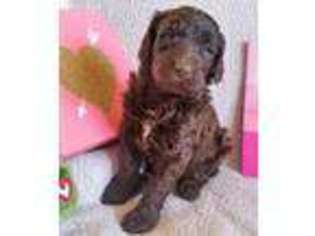 Mutt Puppy for sale in Owensville, MO, USA